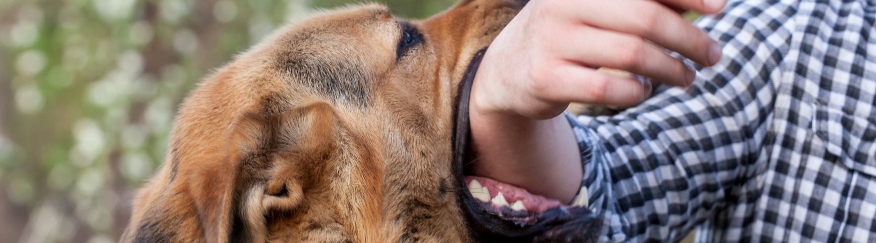 Personne se faisant mordre par un chien et ayant besoin d'un avocat